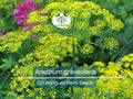 700 Dill Bouquet Seeds for Planting – Anethum graveolens – Fresh Herb for Cooking, Pickling, Gardening, Easy to Grow