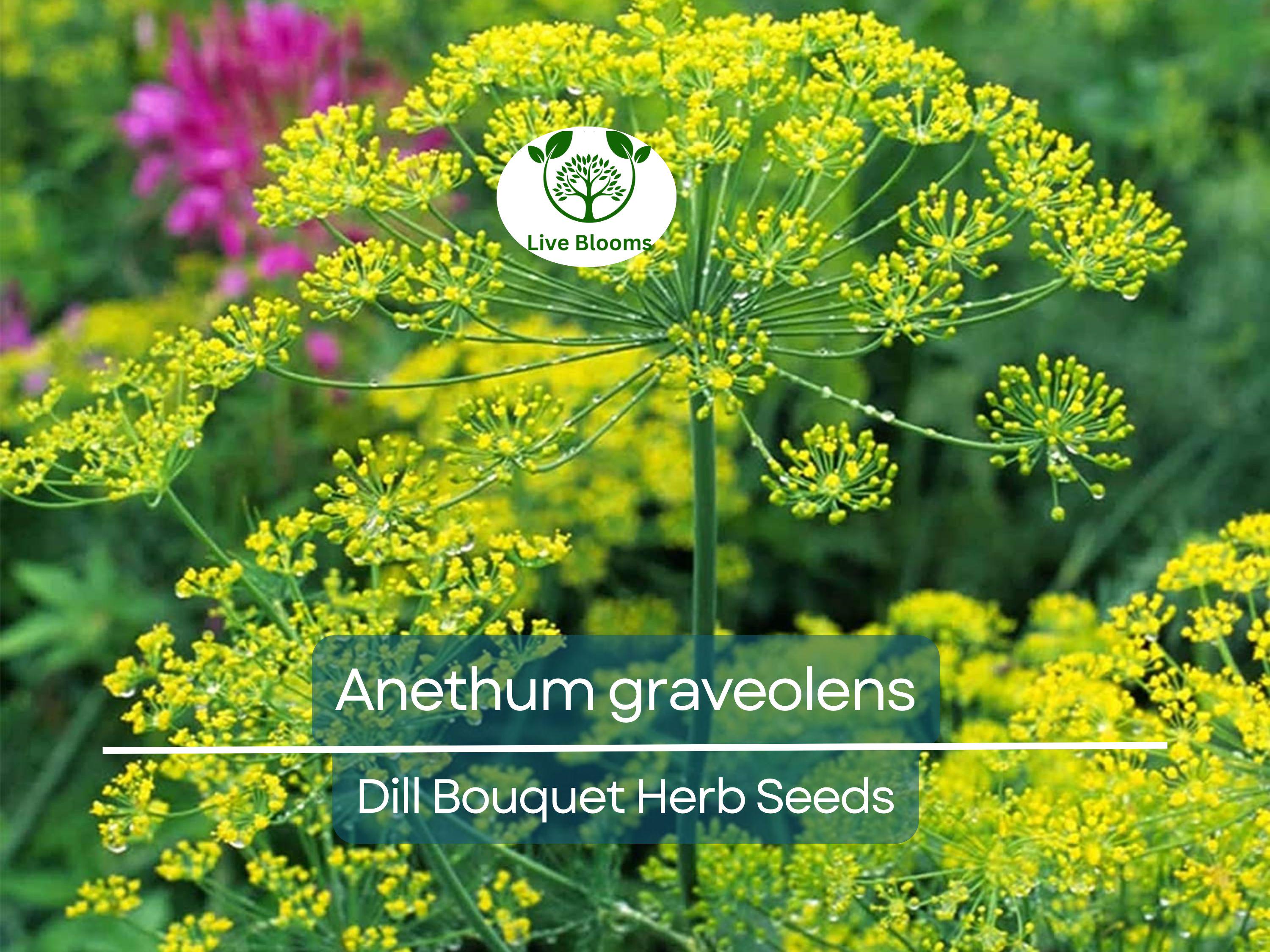 700 Dill Bouquet Seeds for Planting – Anethum graveolens – Fresh Herb for Cooking, Pickling, Gardening, Easy to Grow