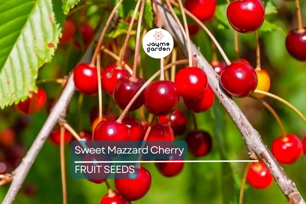 5 Sweet Mazzard Cherry Tree Seeds (Prunus avium) – Edible Hardy Fruit Tree, Fast-Growing