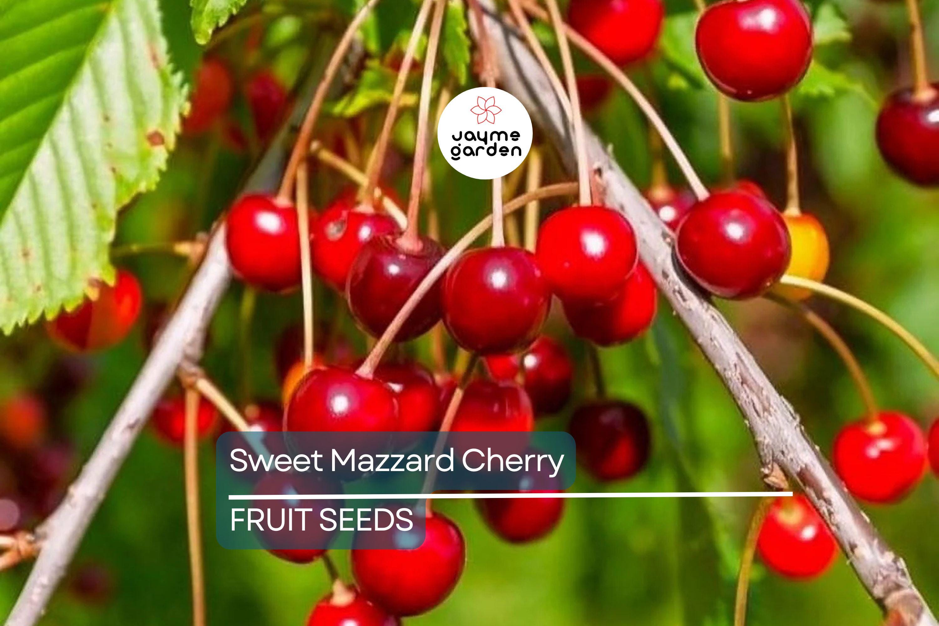 5 Sweet Mazzard Cherry Tree Seeds (Prunus avium) – Edible Hardy Fruit Tree, Fast-Growing