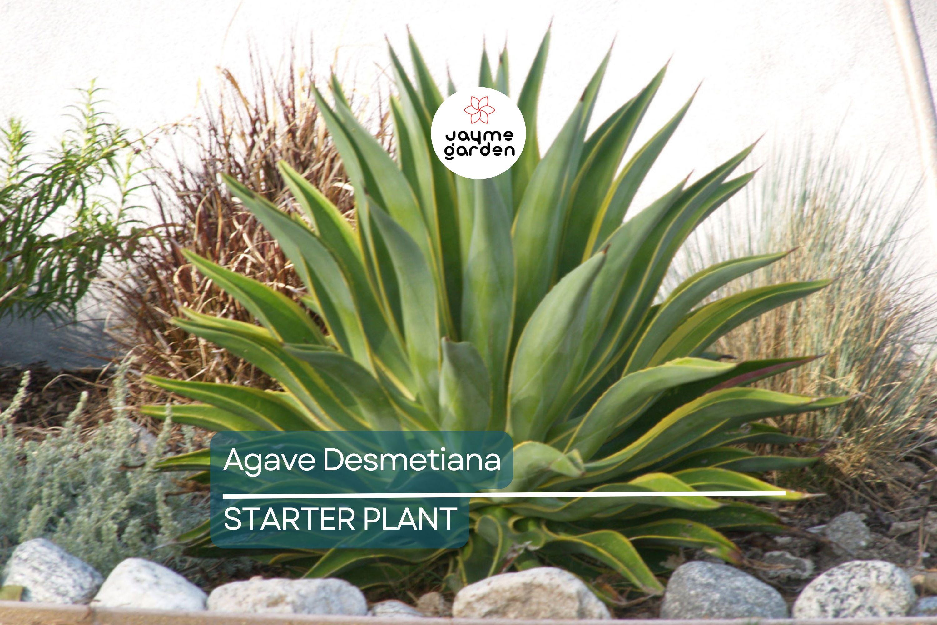 1 Pot Agave Desmetiana - Smooth Variegated Variegata Cactus Succulent - 6-8” Wide, Low-Maintenance Plant