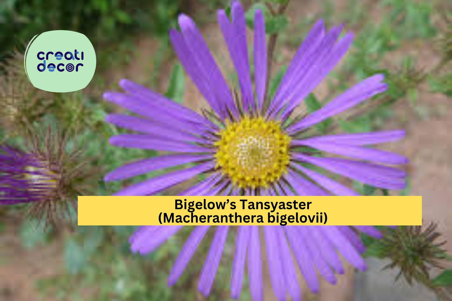 Bigelow’s Tansyaster Seeds (Macheranthera bigelovii) – 100 Purple Aster Seeds | Drought-Tolerant | Native Wildflower | Pollinator Friendly