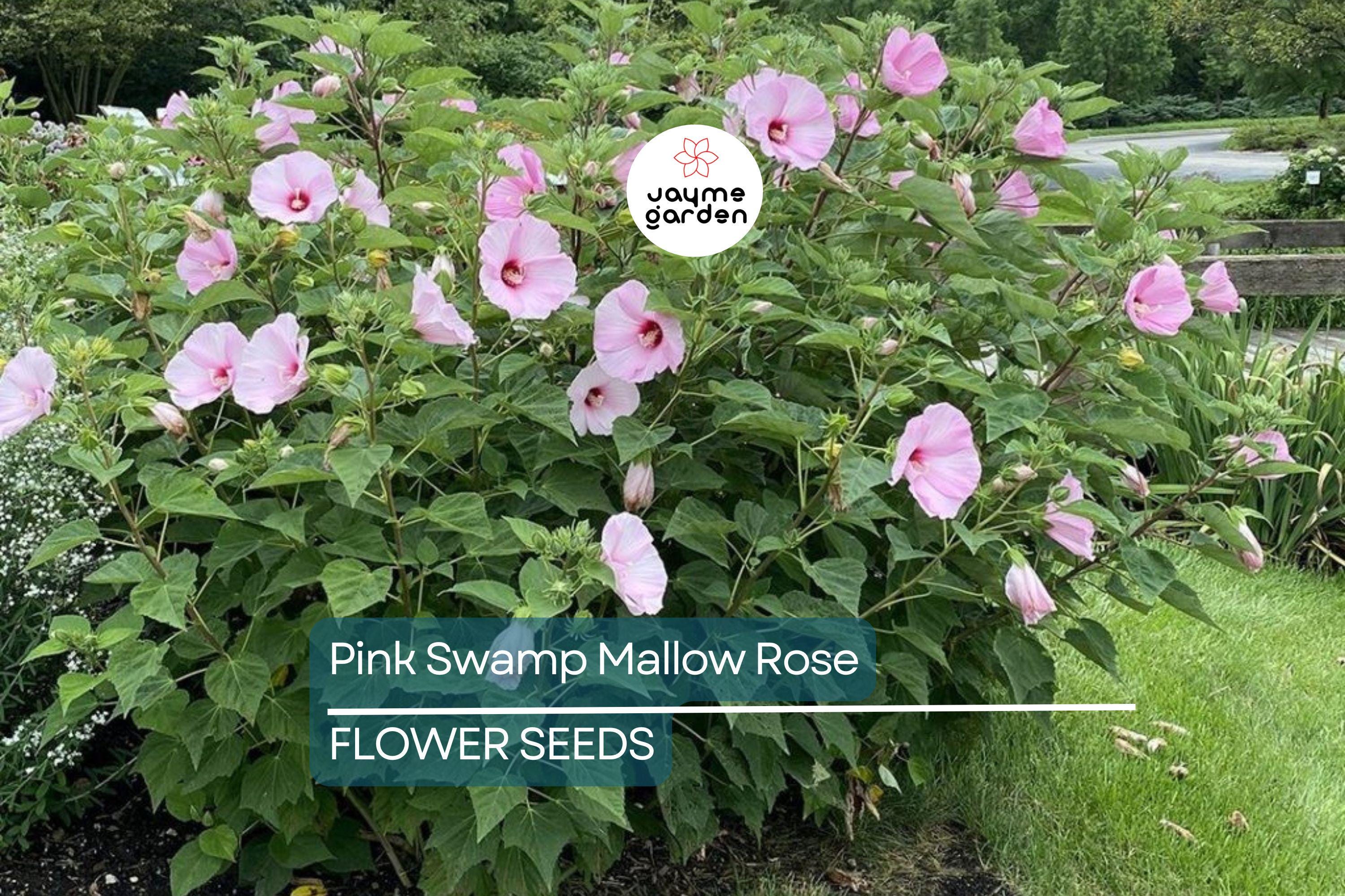 20 Pink Swamp Rose Mallow Seeds - Hardy Hibiscus (Hibiscus moscheutos) - 7 Ft Tall, Large 6-9" Flower