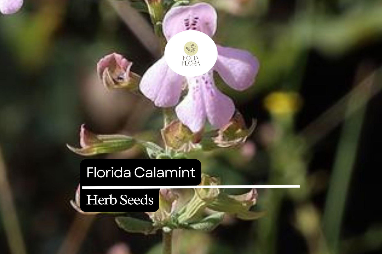 Florida Calamint Seeds (Clinopodium dentatum) | 25 Seeds | Fragrant Perennial Herb for Pollinators, Tea, and Drought-Tolerant Gardens