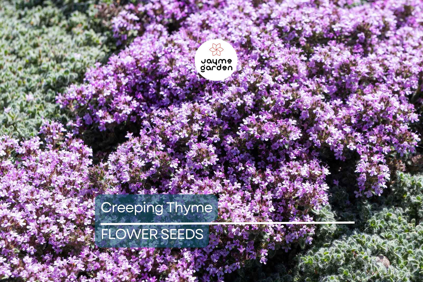 1,000 Creeping Thyme Seeds | Dwarf 6" Variety | Beautiful Blooms, Non-GMO, USA