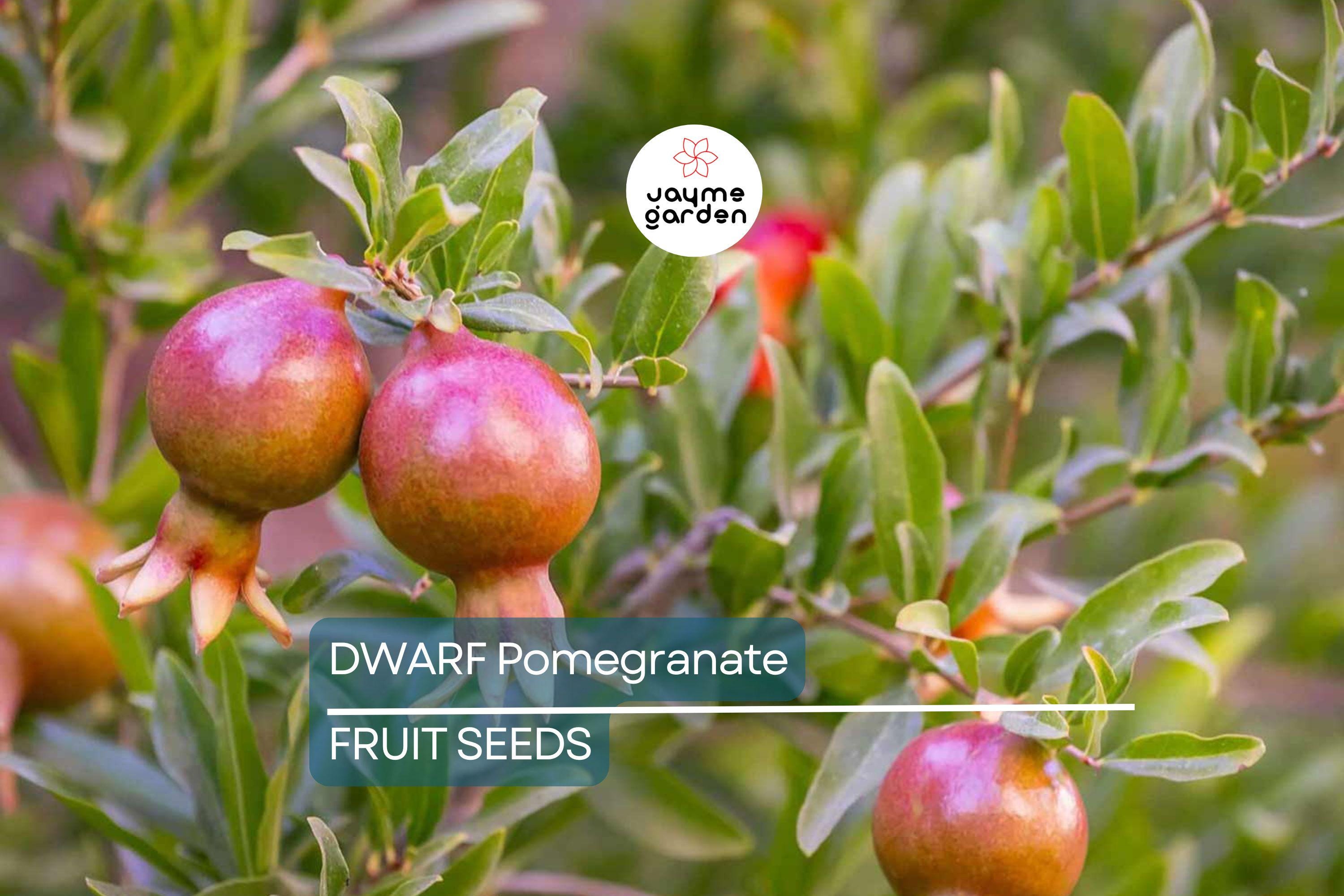 20 Dwarf Pomegranate Tree Seeds – Punica granatum "Nana", Indoor/Outdoor Fruit Plant, Bonsai Friendly