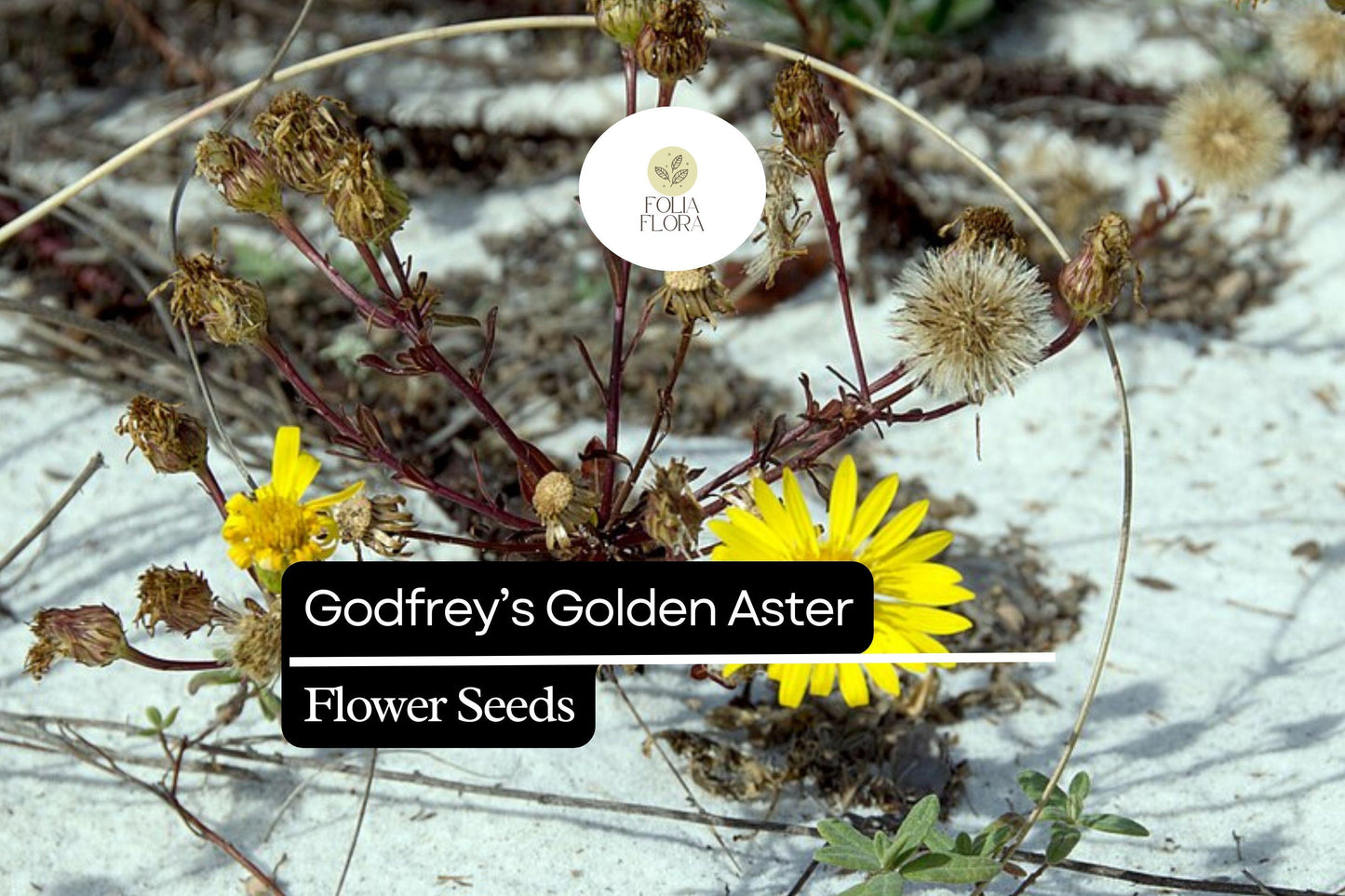 25 Godfrey’s Golden Aster Seeds | Chrysopsis godfreyi | Native Wildflower for Bees & Butterflies | Golden Florida Blooms
