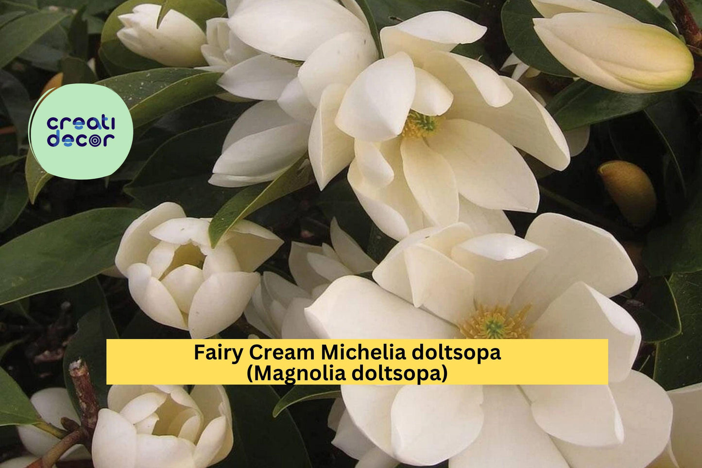 Fairy Cream Michelia Magnolia – Michelia doltsopa – Well-Rooted Live Tree, Cream Fragrant Blooms, Evergreen Flowering Plant