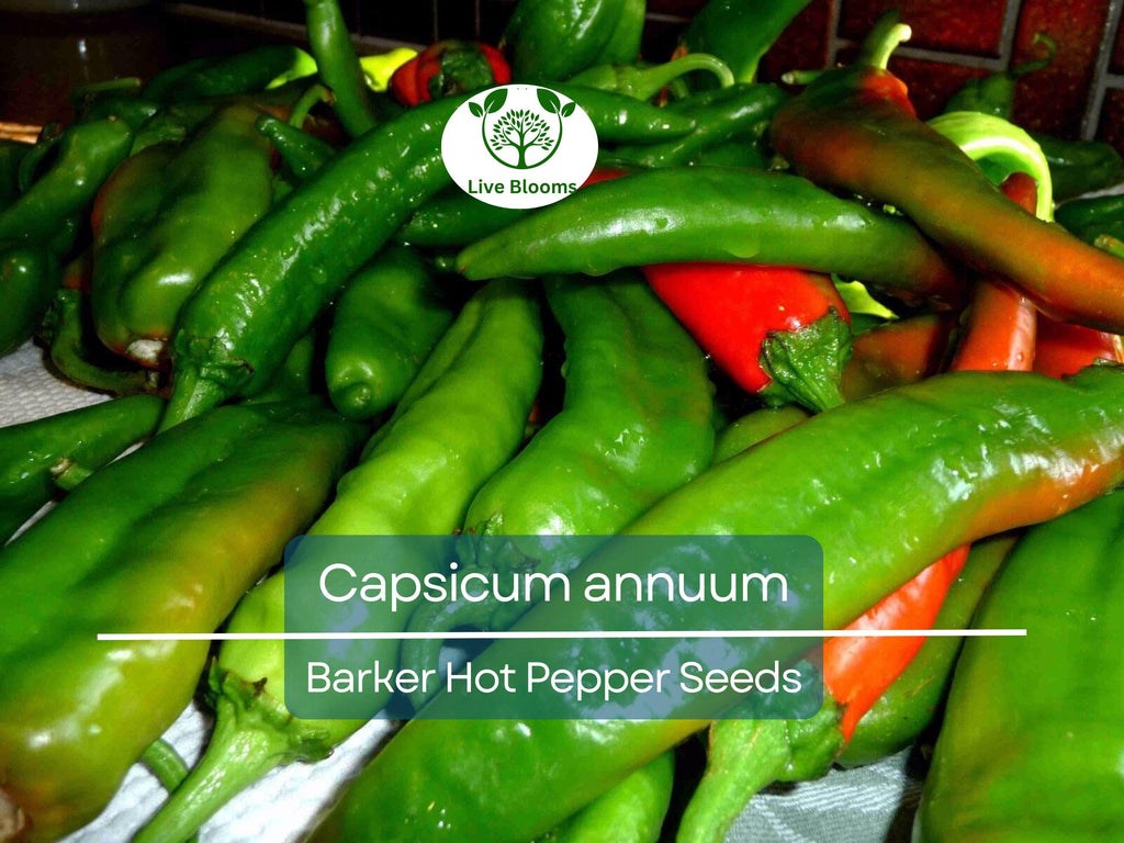 250 mg Barker Hot Pepper Seeds - Capsicum annuum | Spicy Heirloom Pepper for Planting, Perfect for Salsas, Cooking & Home Gardens