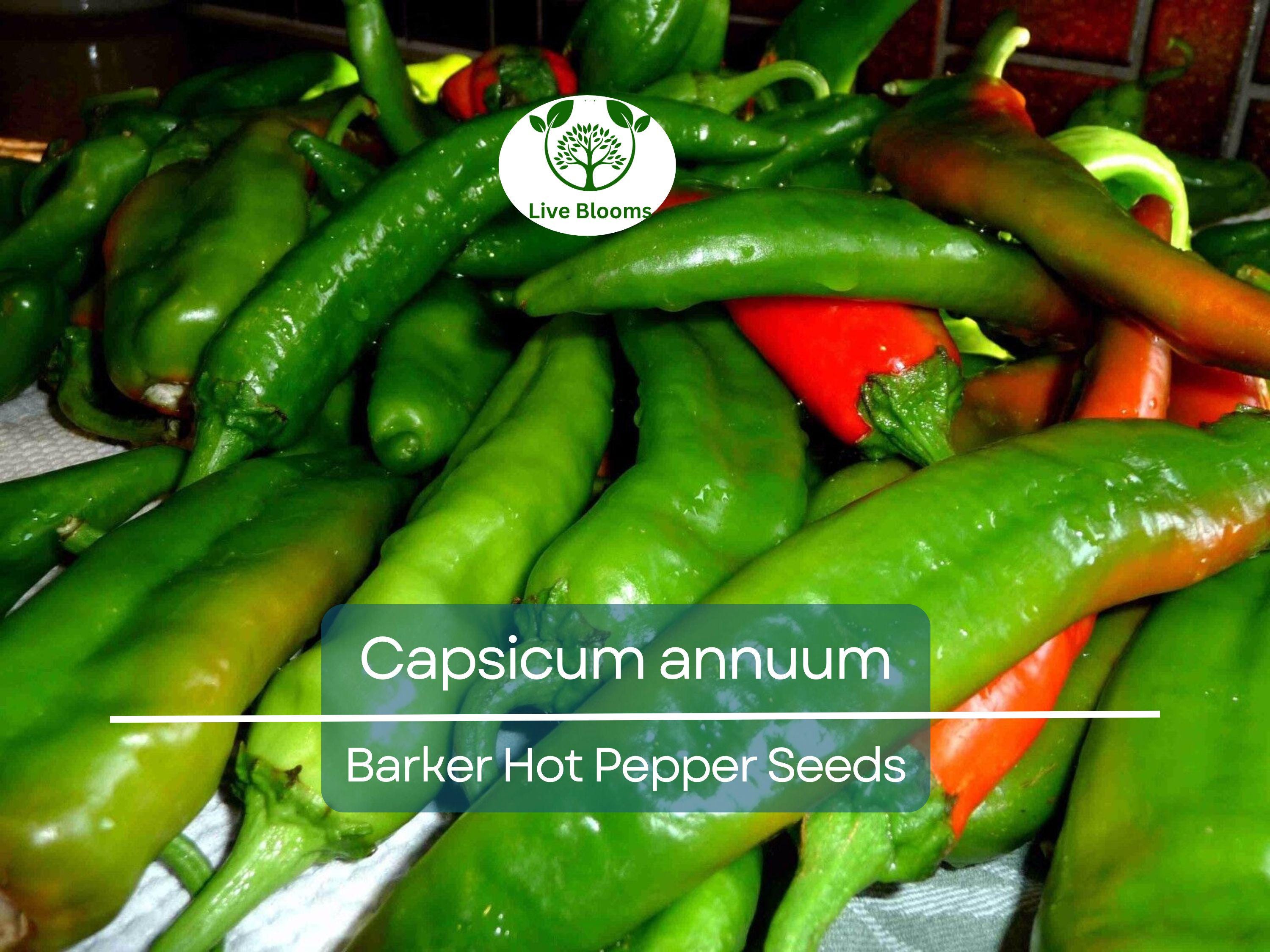 250 mg Barker Hot Pepper Seeds - Capsicum annuum | Spicy Heirloom Pepper for Planting, Perfect for Salsas, Cooking & Home Gardens
