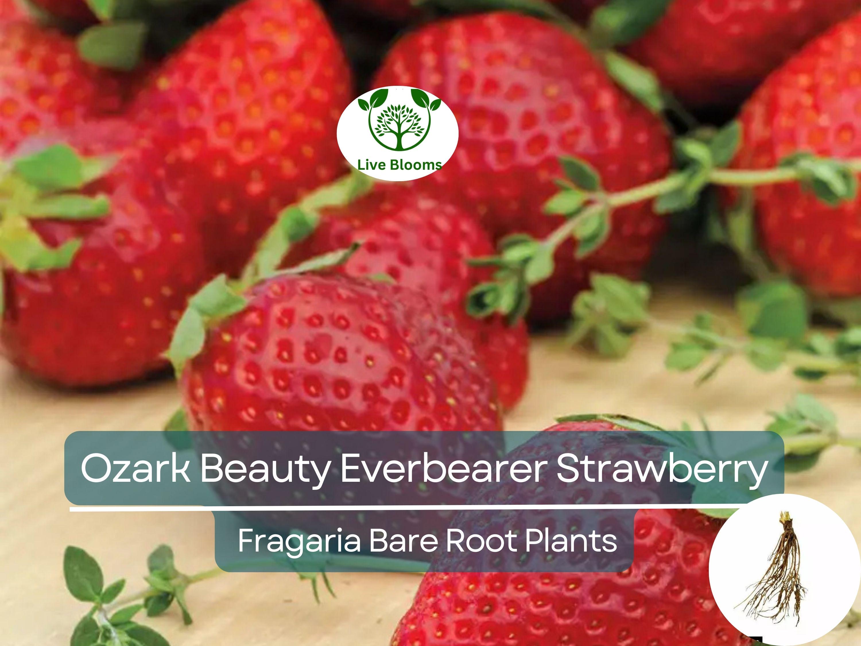 10 Ozark Beauty Everbearer Strawberry Bare Root Plants - Fragaria × ananassa - Sweet, Hardy, Heirloom Fruit Garden Starter