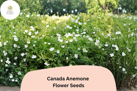 100 Canada Anemone Seeds | Anemone canadensis | Native White Wildflower for Shade & Pollinator Gardens