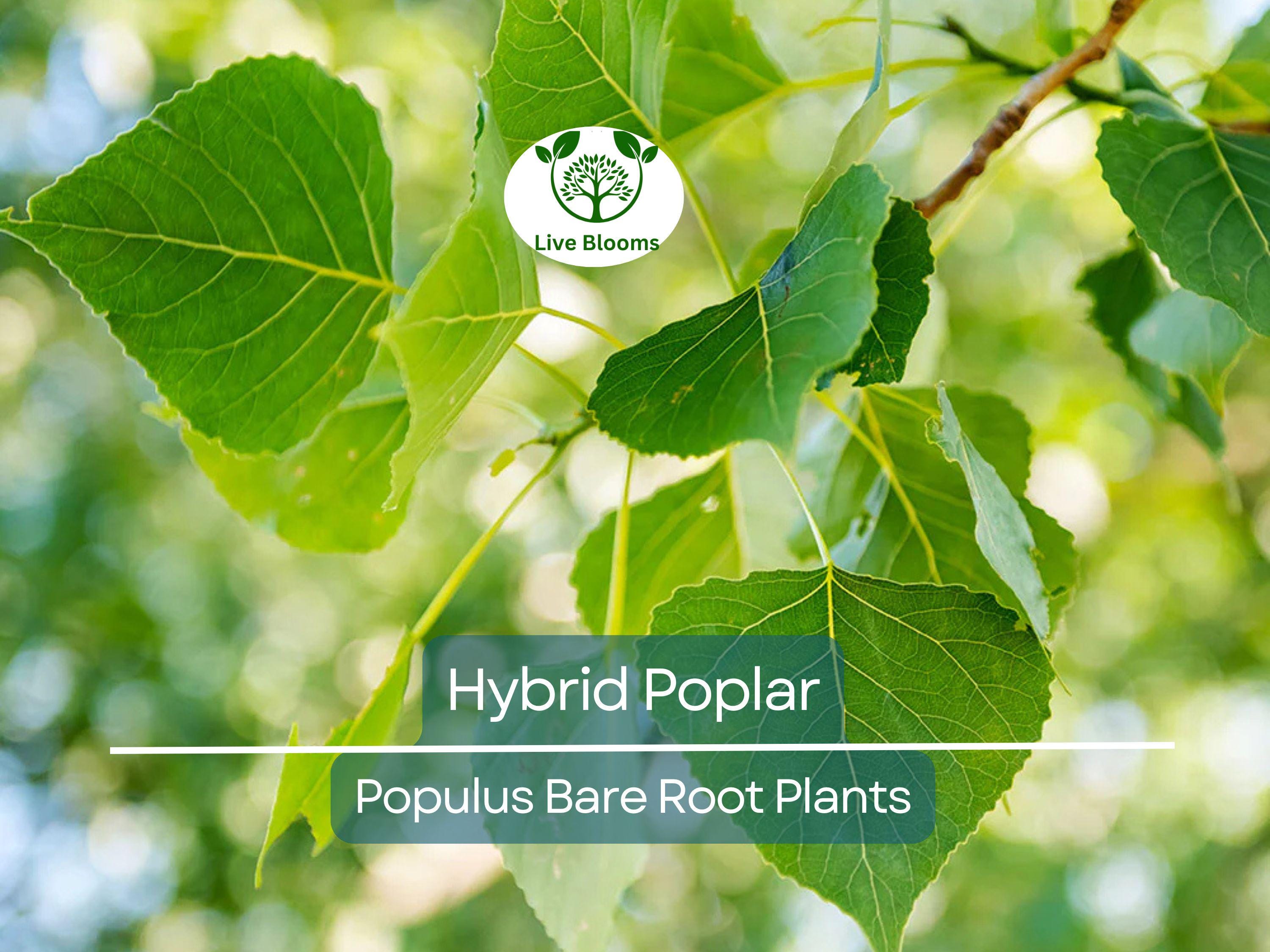 1 Hybrid Poplar Tree – Cottonless Fast-Growing Shade Tree – Live Bare Root Plant – Tall Privacy & Windbreak Tree (Populus spp.)