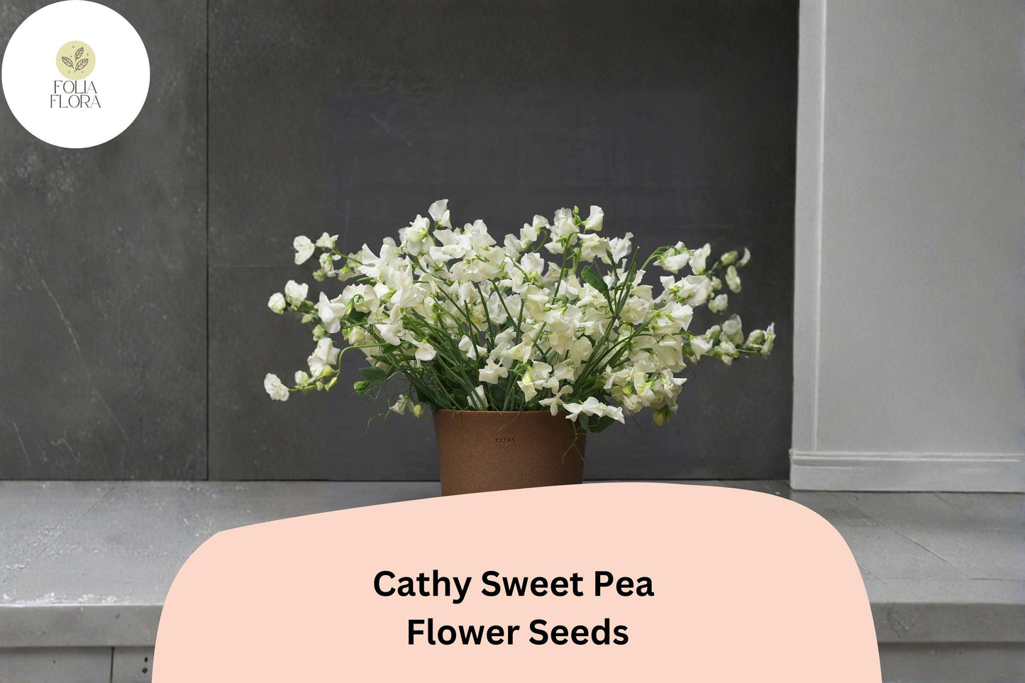 50+ Cathy Sweet Pea Seeds | Yellow Cream Climbing Flowers for Trellis & Garden
