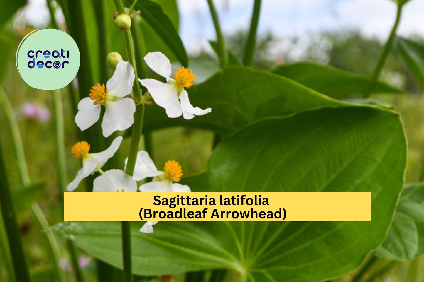 Broadleaf Arrowhead Seeds – Sagittaria latifolia – 500 Seeds – Native Aquatic Perennial for Pond, Bog & Water Gardens