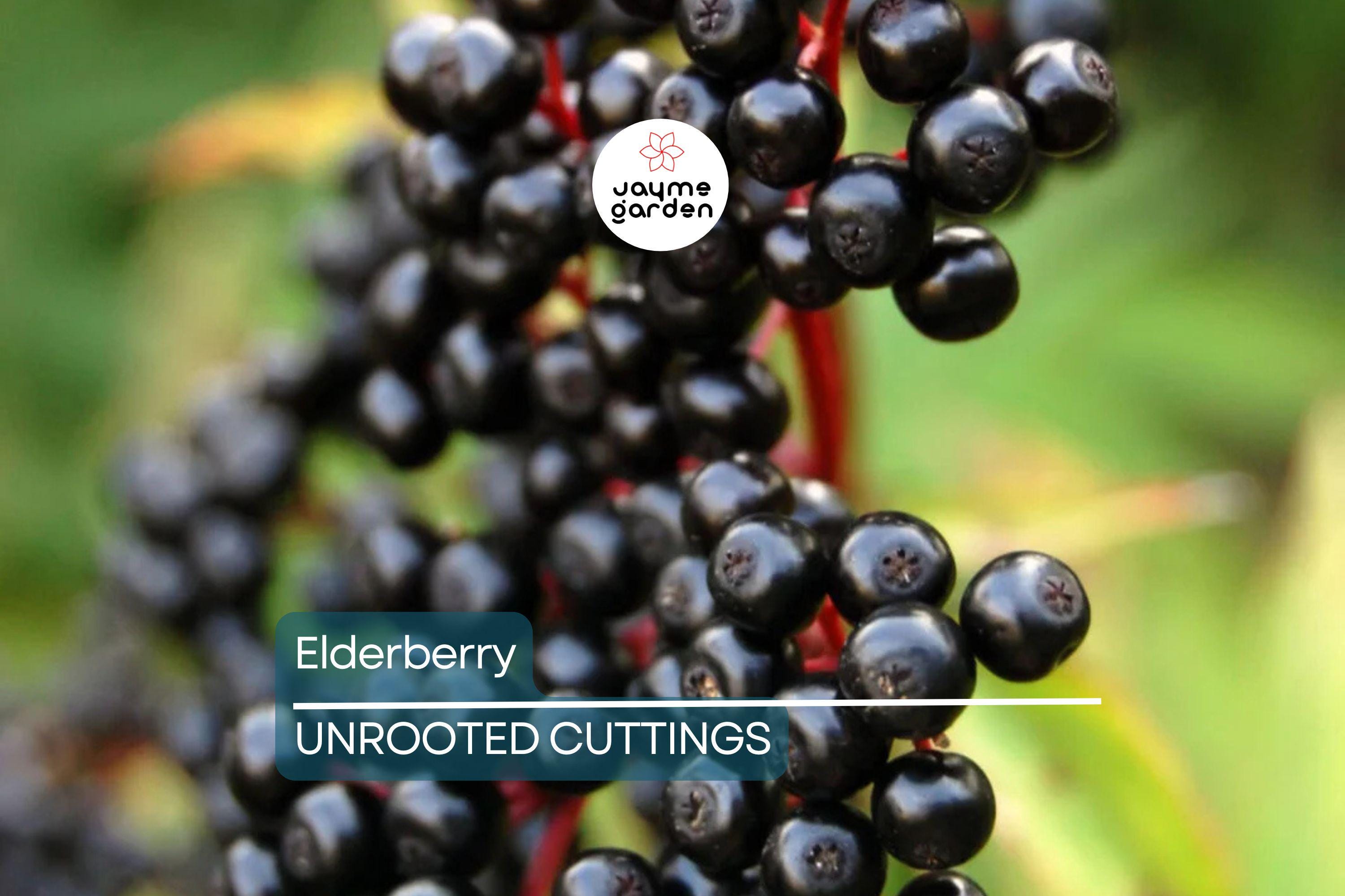 12 Elderberry Cuttings (6 York & 6 Adams) | 6-12" Hardwood Cuttings | Root Easily, Hardy in Zones 3-9 | Berry and Pollinator Bush Starter