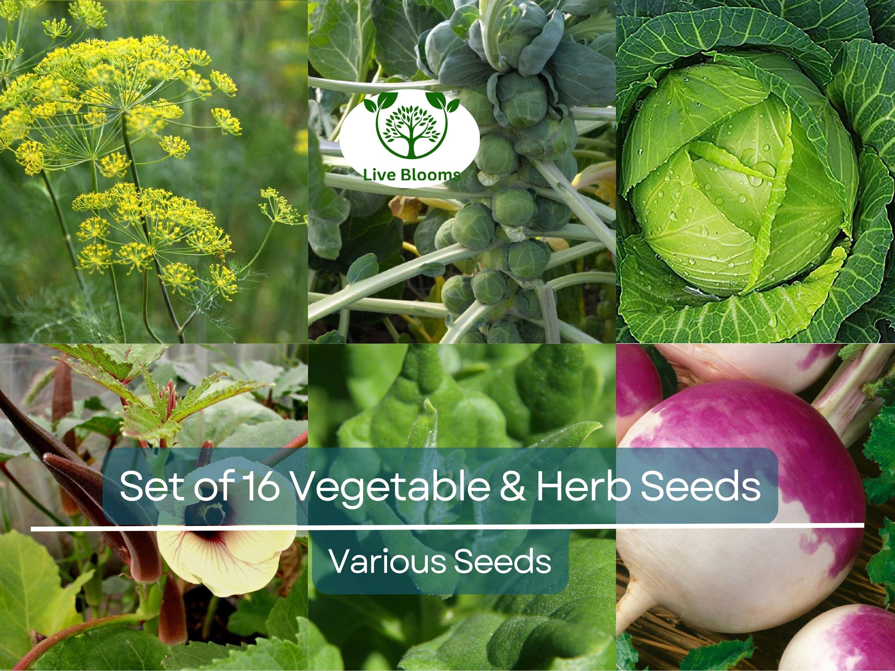 Set of 16 Vegetable & Herb Seeds – Non-GMO Garden Starter Kit, Basil, Parsley, Arugula, Dill, Broccoli, Cilantro, DIY Grow Food Indoors
