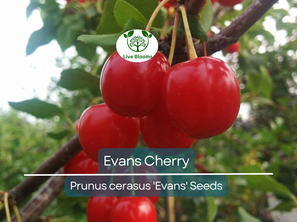 20 Evans Cherry Tree Seeds (Prunus cerasus 'Evans'), Edible Tart Cherries, Sweet & Sour Fruit, Hardy Tree for Garden, Tasty Fruit Seeds