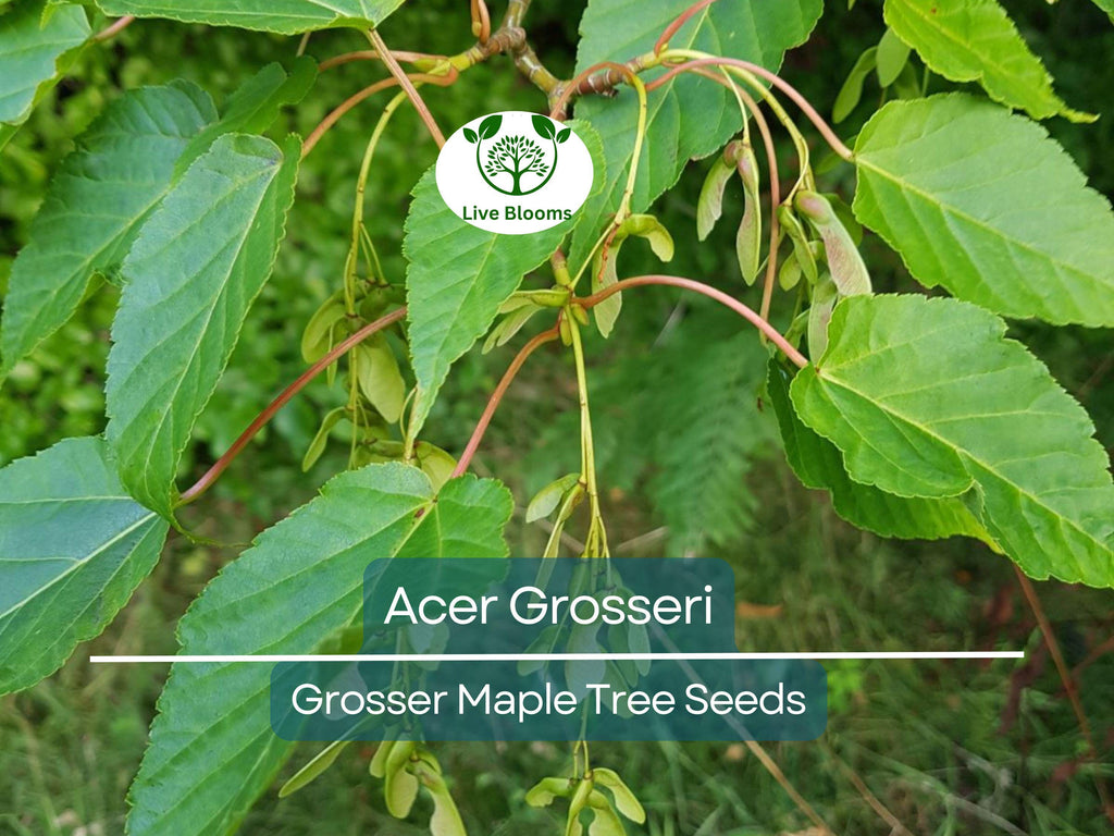 10 Seeds Acer Grosseri (Grosser Maple) for Planting - Unique Hardy Tree, Perfect for Bonsai, Gardens & Landscaping - Rare, Exotic Tree Seeds