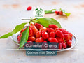 20 Cornelian Cherry Tree Seeds | Cornus mas, Edible Dogwood Berry Shrub, Fruit-bearing, Non-GMO, Hardy Shrub for Garden & Orchard