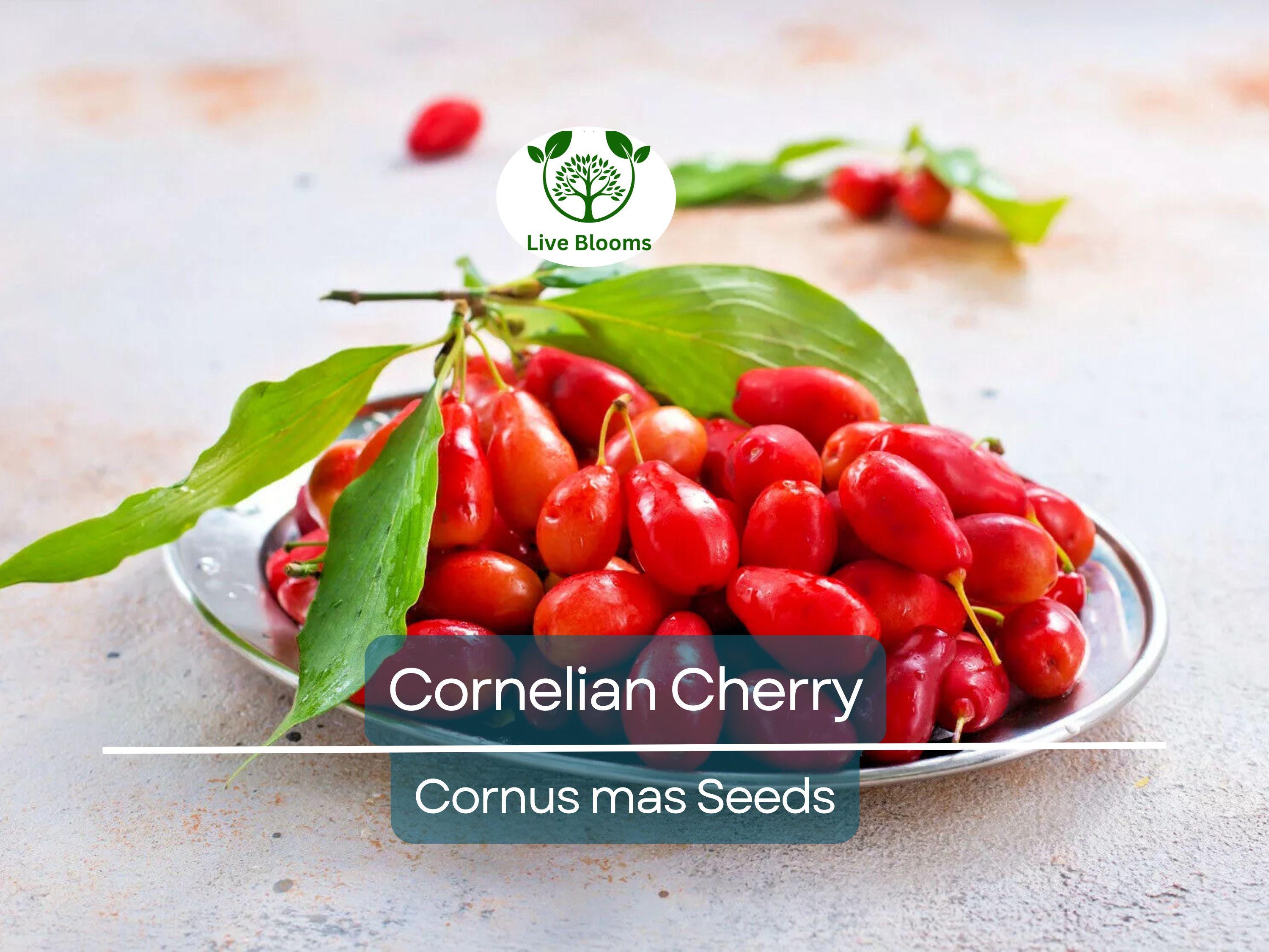 20 Cornelian Cherry Tree Seeds | Cornus mas, Edible Dogwood Berry Shrub, Fruit-bearing, Non-GMO, Hardy Shrub for Garden & Orchard