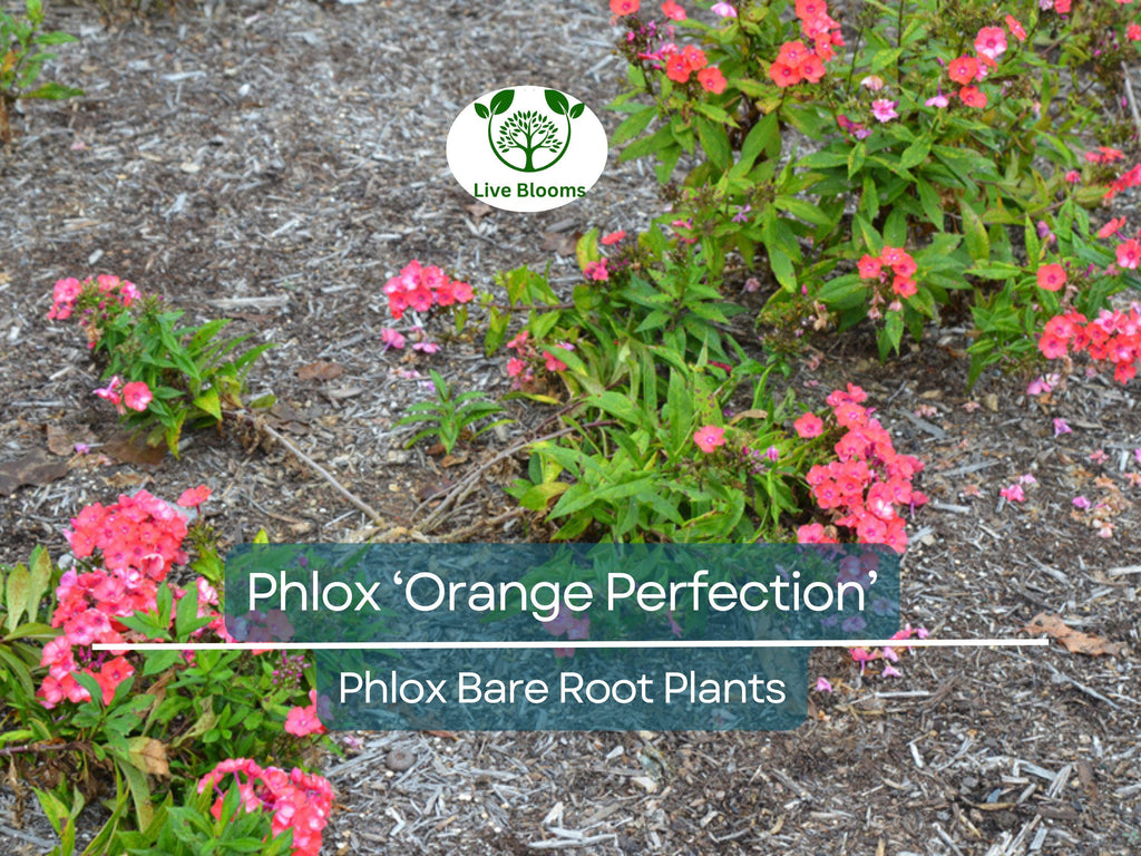 1 Phlox ‘Orange Perfection’ – Live Bare Root Plant – Summer Blooming Perennial – Bright Orange-Pink Flowers for Pollinator Gardens