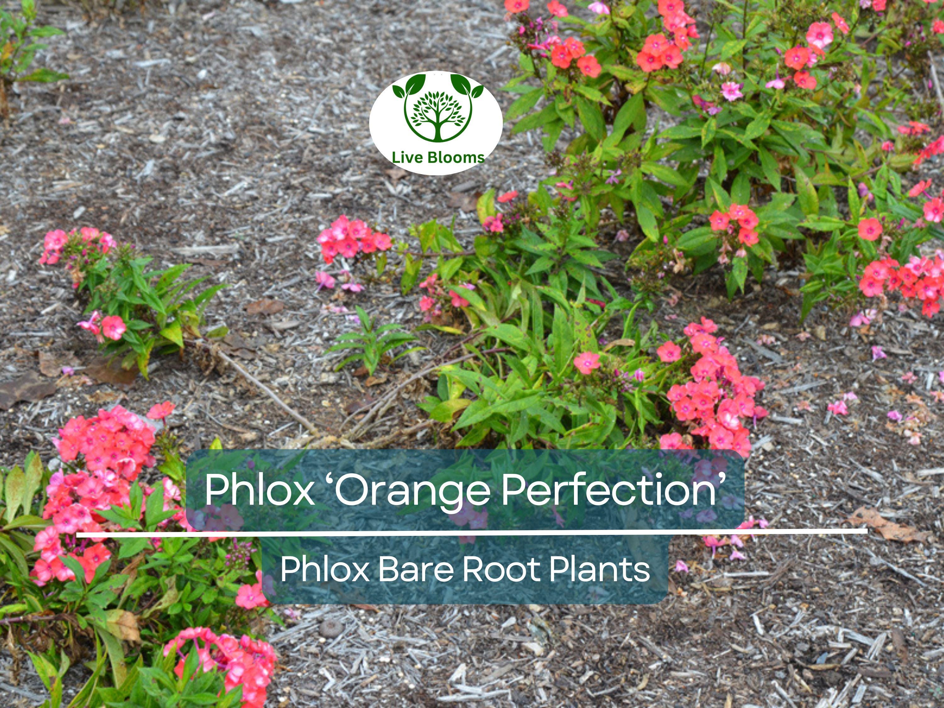 1 Phlox ‘Orange Perfection’ – Live Bare Root Plant – Summer Blooming Perennial – Bright Orange-Pink Flowers for Pollinator Gardens