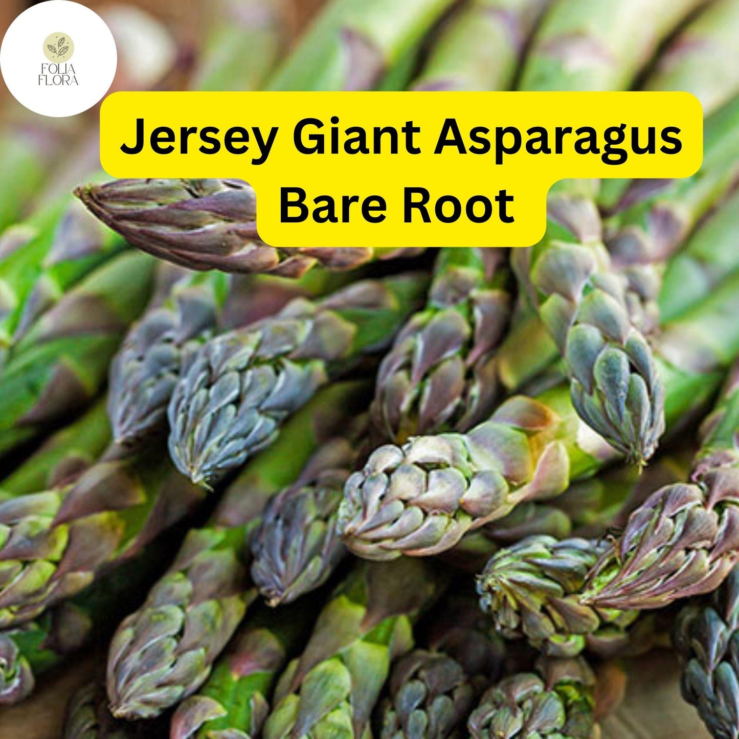 10 Bare Root Plants Green Jersey Giant Live Asparagus, 2-Year Crowns, Asparagus officinalis, High-Yield, Perennial Garden Starter