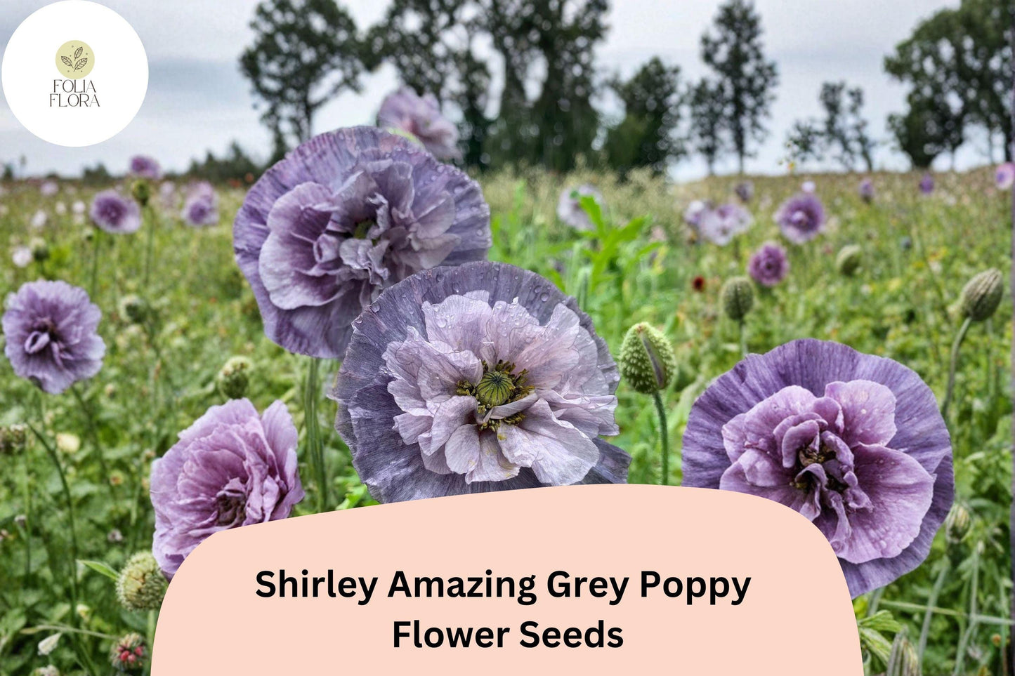 200+ Shirley Amazing Grey Poppy Seeds for Garden Planting – Unique Grey-Lavender Blooms, Easy to Grow Annual Wildflower