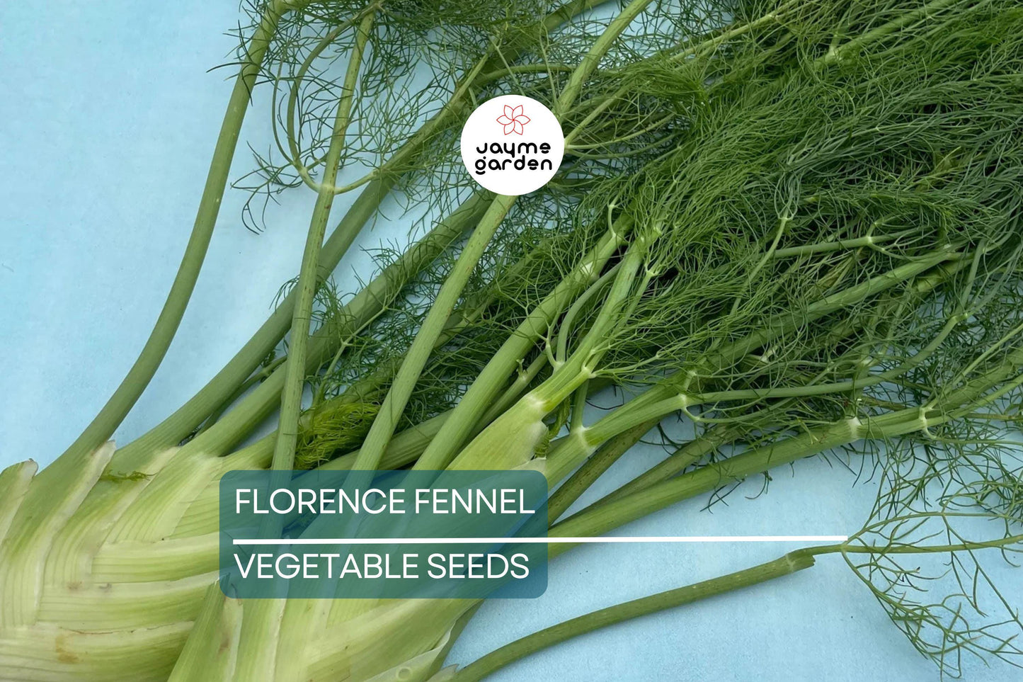 400 Florence Fennel Seeds – Non-GMO, Heirloom Herb & Vegetable | USA Seller, Free Shipping