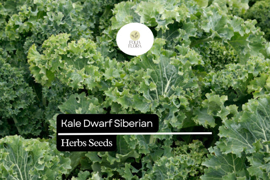 500 Dwarf Siberian Kale Seeds – Brassica napus – Cold-Hardy, Heirloom, Sweet & Tender Leaves