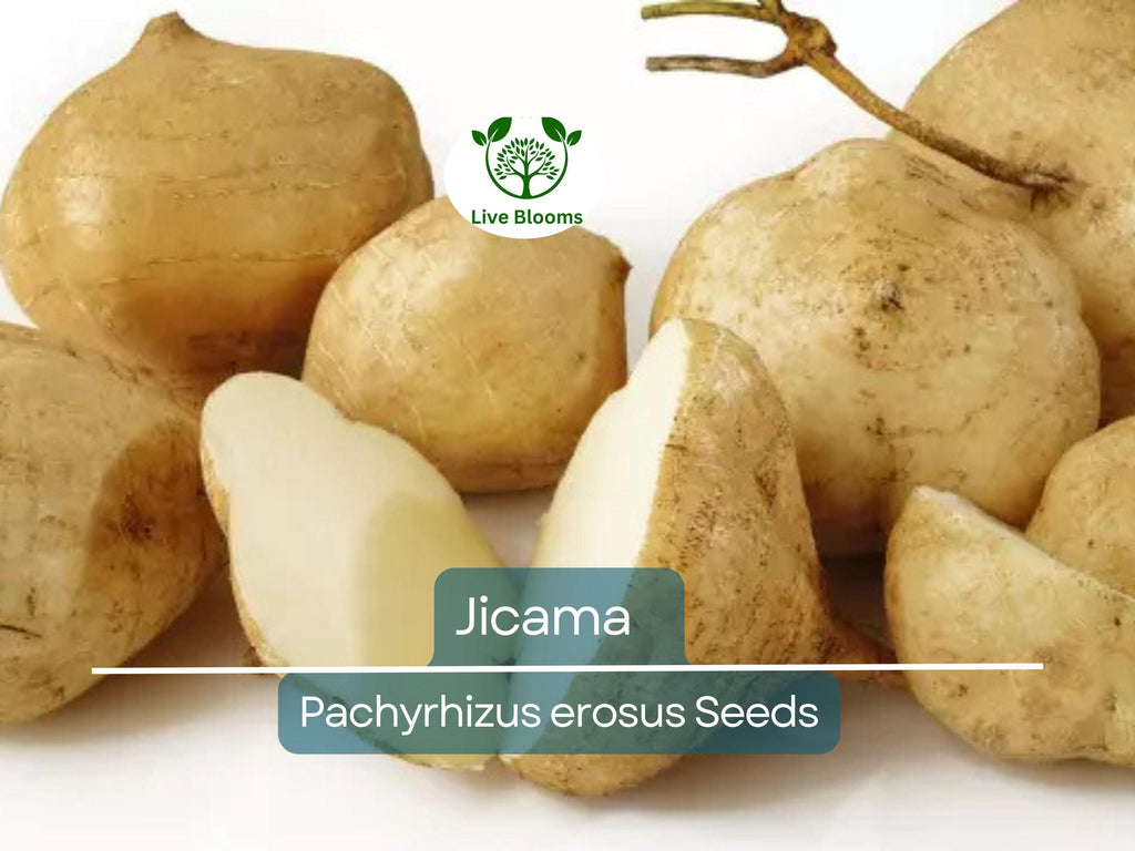40 Jicama Seeds - Mexican Yam Bean (Pachyrhizus erosus) - Non-GMO Tuber Vegetable, Root Potato, and Edible Fruit for Garden or Farm
