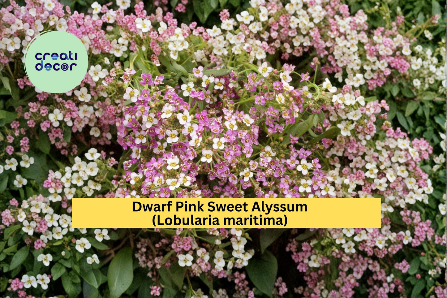 Dwarf Pink Sweet Alyssum Seeds Lobularia maritima 100 Count Low Growing Fragrant Flower Garden Border Plant