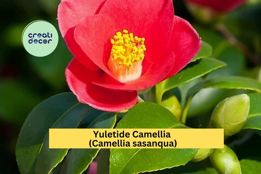 Red Yuletide Camellia Live Plant | 8–12" Rooted Shrub | Evergreen Flowering Bush with Red Blooms for Garden or Landscape