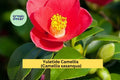 Red Yuletide Camellia Live Plant | 8–12" Rooted Shrub | Evergreen Flowering Bush with Red Blooms for Garden or Landscape
