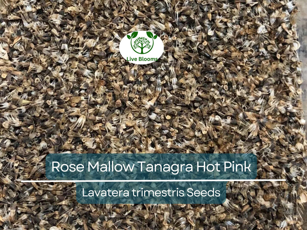 100 Seeds Rose Mallow Tanagra Hot Pink Blooms, Pollinator Attractor, Non-GMO, Hardy Perennial, Vibrant Flowers for Garden