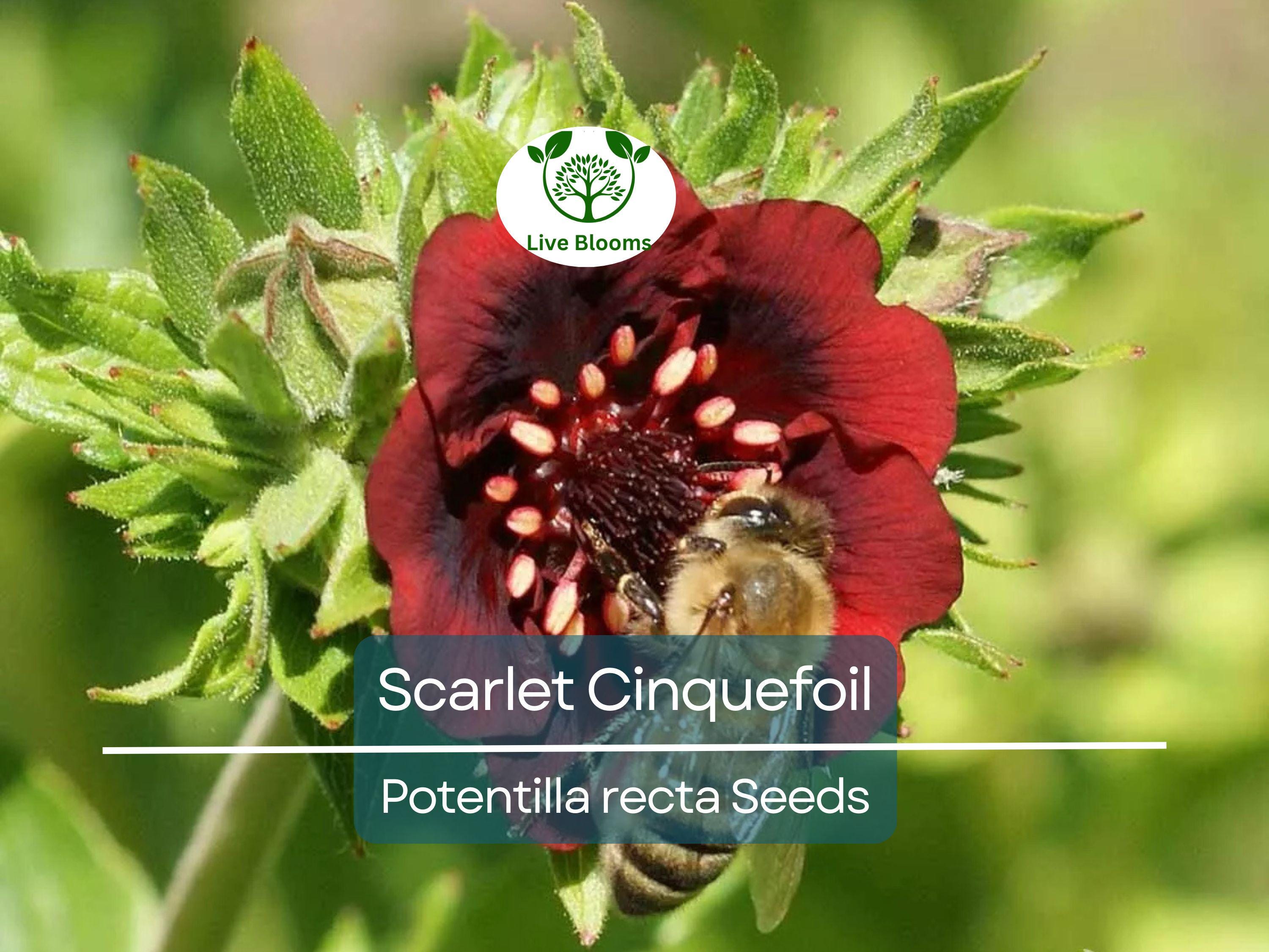 1000 Seeds SCARLET CINQUEFOIL (Potentilla recta) Perennial Red Flowers, Pollinators, Bees, Hummingbirds, Non-GMO, Ideal for Gardens