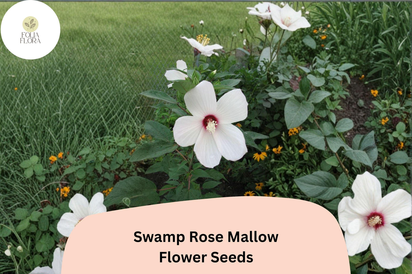 30 Hibiscus moscheutos Seeds | Hardy Swamp Rose Mallow | Pink Hardy Hibiscus for Wetland & Pollinator Garden