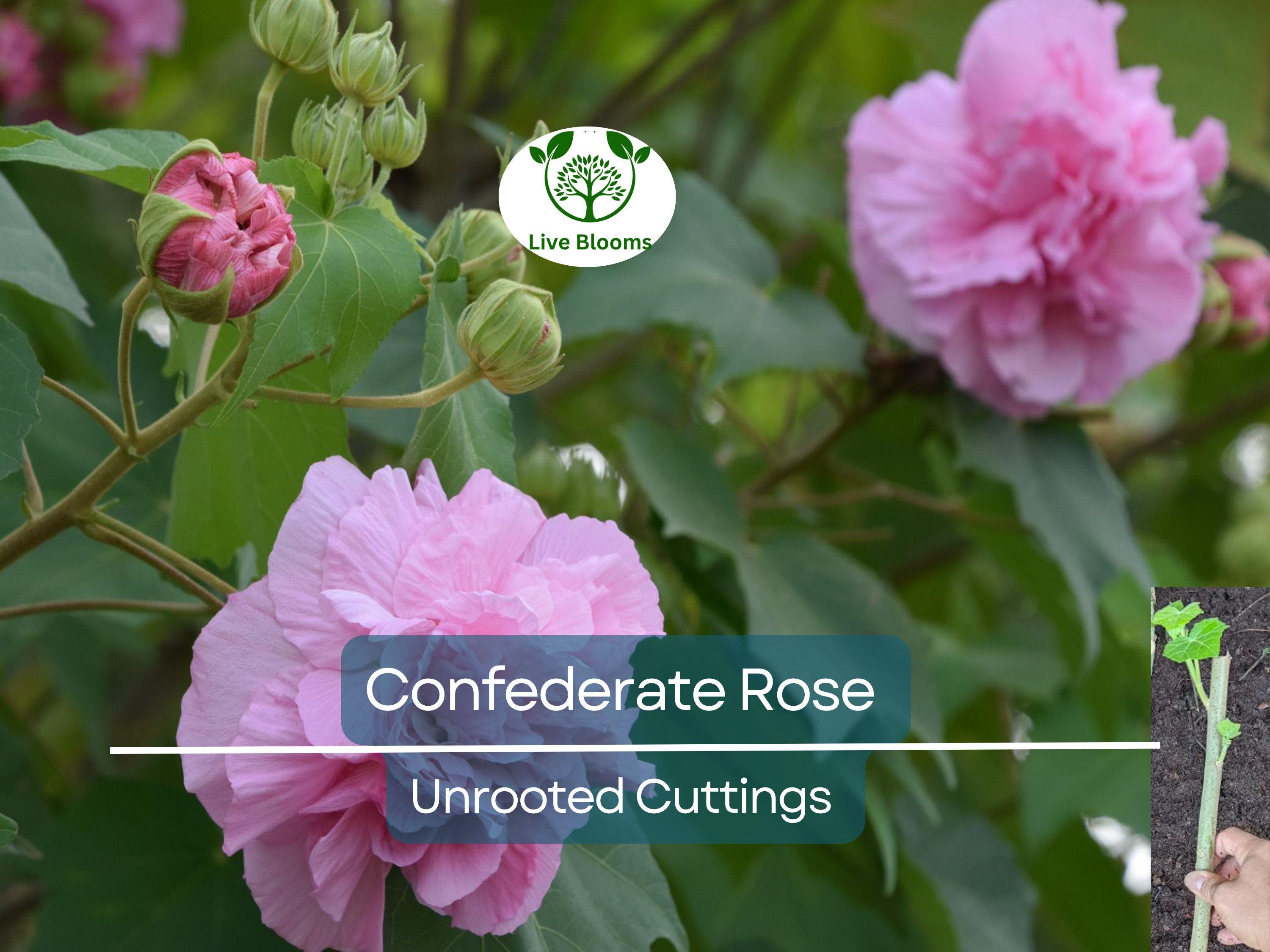 1 Tri-color Confederate Rose Hibiscus mutabilis Rooted Plant - Hardy Perennial, Pink, White, Red, Unique Blooms, Shrub for Garden