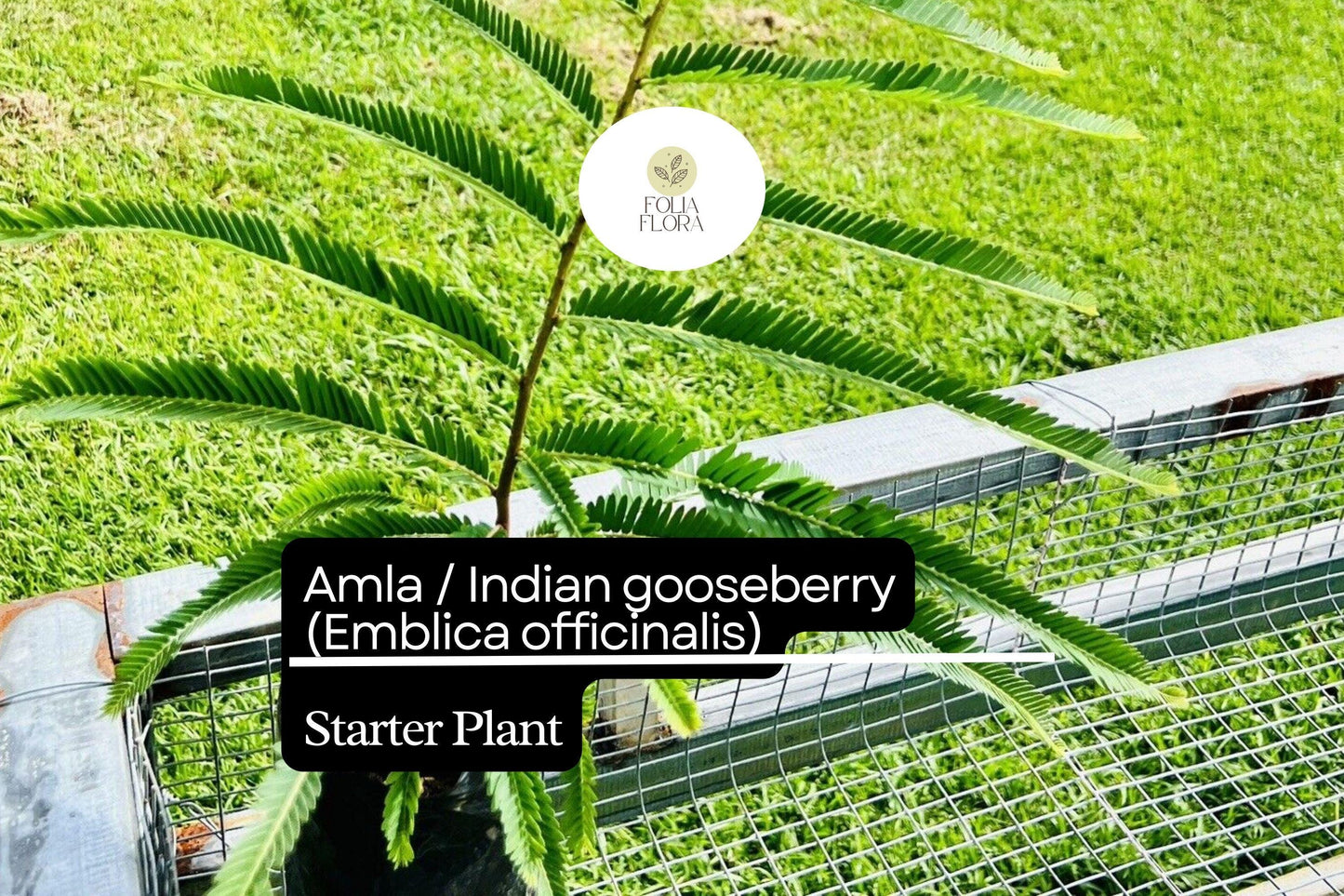 1 Starter Plant Amla (Emblica officinalis) 12"-24" Live Indian Gooseberry Tree for Gardens