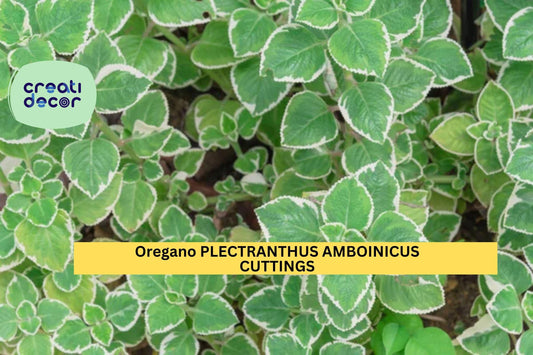 5 Variegated Cuban Oregano Cuttings | Plectranthus Amboinicus Herb Starter | Fresh Unrooted Succulent-Like Herb Plant
