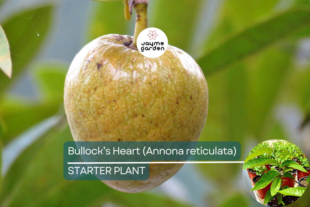 Bullock’s Heart Tree (Annona reticulata) Tropical Fruit Tree 12"-24" Starter | Unique Heart-Shaped Fruit, Sweet & Creamy Flavor
