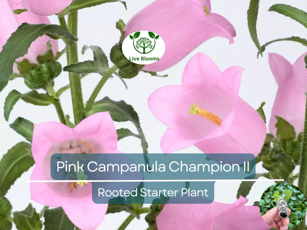 2 Campanula Champion II Bellflower Plants, Healthy Starter Plant | Bellflower Perennial, Gorgeous Blooms for Garden & Landscape
