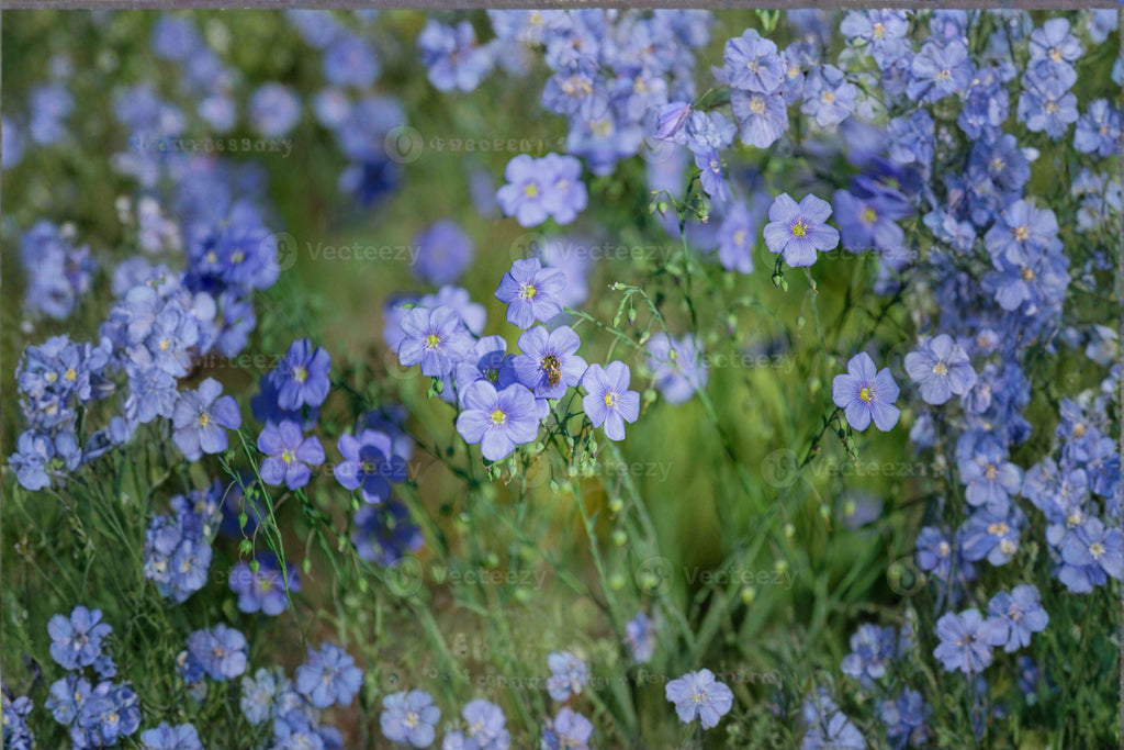 Perennial Blue Flax Seeds – Linum perenne, Drought Tolerant Wildflower (100 Seeds)