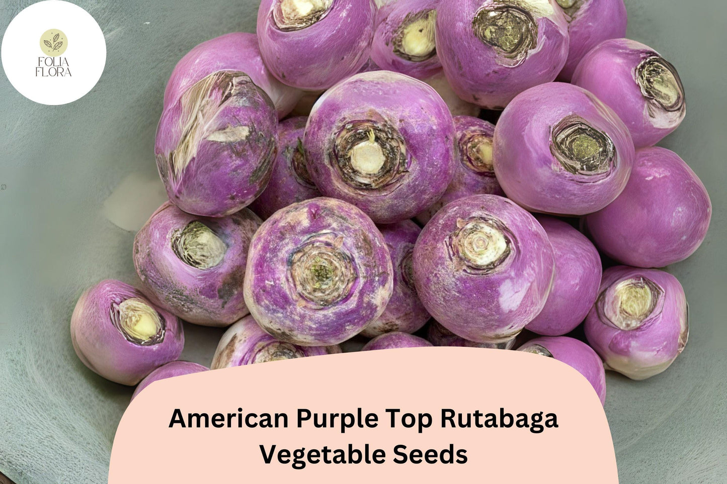 500+ American Purple Top Rutabaga Seeds – Heirloom Brassica Seeds for Garden Planting