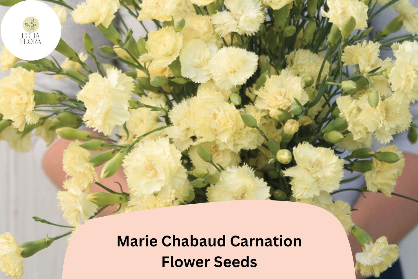 200+ Marie Chabaud Carnation Seeds for Garden Planting | Dianthus caryophyllus | Yellow Carnations