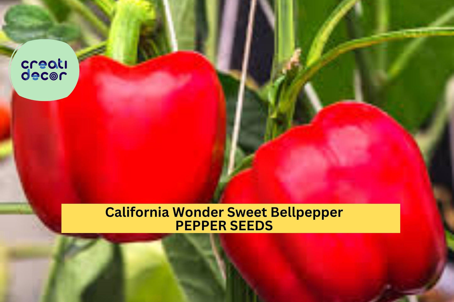 3pcs of 300mg California Wonder Sweet Bell Pepper Seeds – Classic Heirloom for Crispy, Juicy Green to Red Peppers Seeds for Planting
