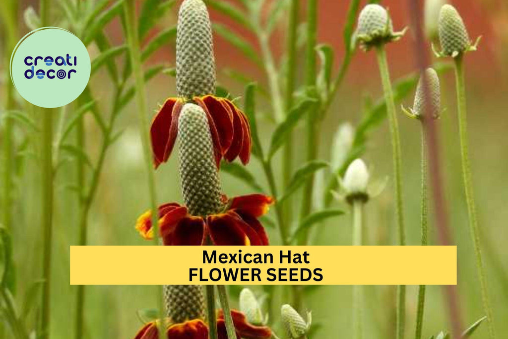 3pcs of 100mg Mexican Hat Seeds – Vibrant Red-Yellow Wildflowers for Pollinator, Meadow, and Prairie Garden Planting Seeds for Planting