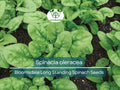 1 Gram Seeds Spinach Bloomsdale Long Standing – Spinacia oleracea | Heirloom Vegetable Seeds for Planting & Gardening