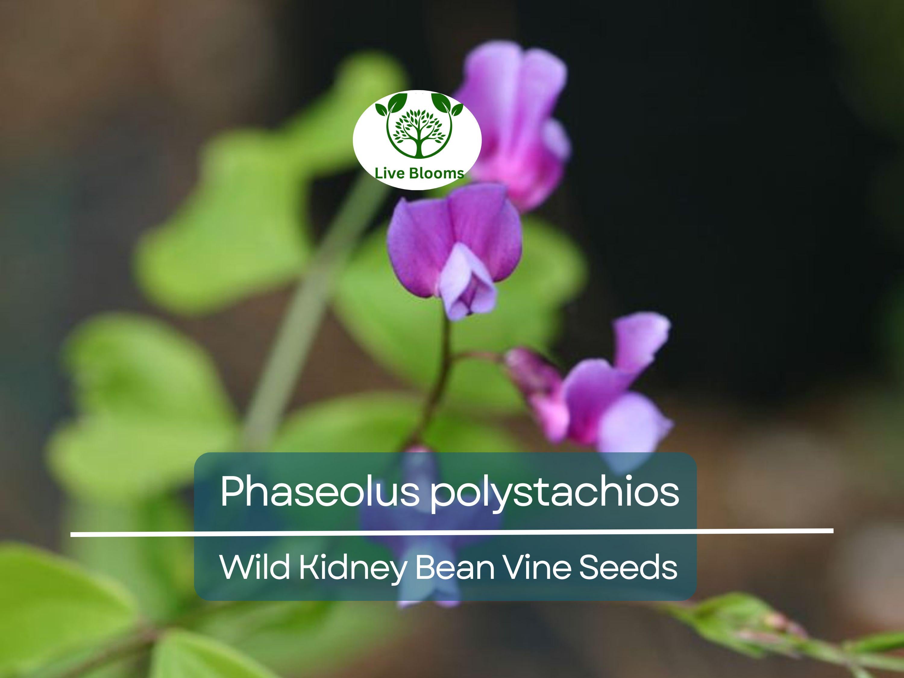 5 Seeds Phaseolus Polystachios – Wild Kidney Bean Vine for Planting | Hardy Climber for Garden & Landscaping | Native Legume Species